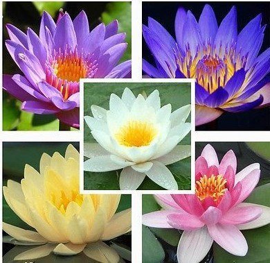 See full amazon price history chart for Water Lily Lotus Flower Seeds (Mixed Colors) -25 Seeds Water Lily Lotus Flower Seeds (Mixed Colors) -25 Seeds (B09PTSV9GS) Amazon Price History, Amazon Price Tracker