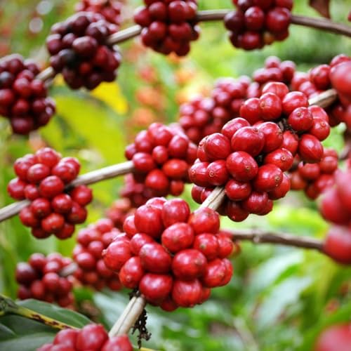 Genérico, Muda de Cafe Conilon 20 a 40cm AMK - Plantas Online