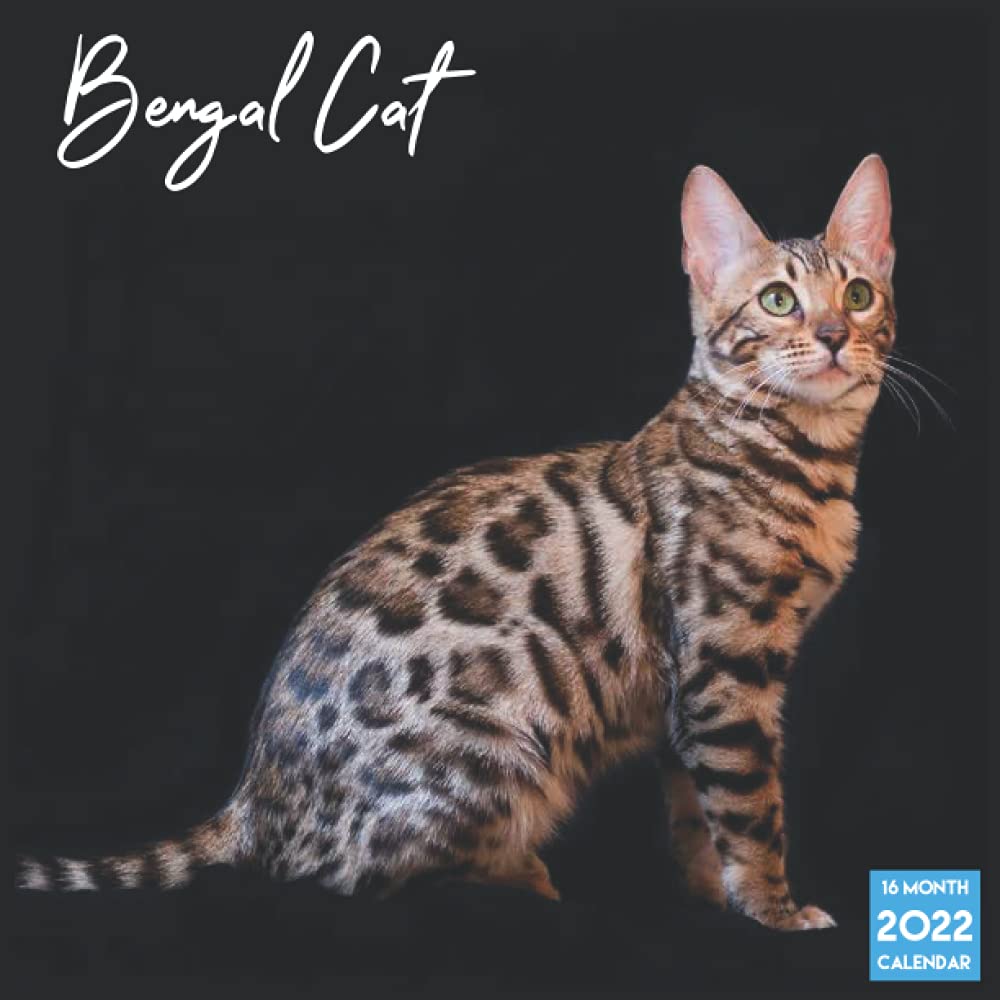 Buy Bengal Cat 2022 16 Month Official Bengal Cat Breed 2022 Square 16