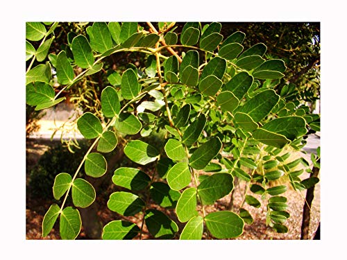 Spiny Holdback, Caesalpinia spinosa, Hardy Small Tree with Striking Flowers, Rarely Offered, Great for UK Climate, 10cm Plant in an 8cm Pot