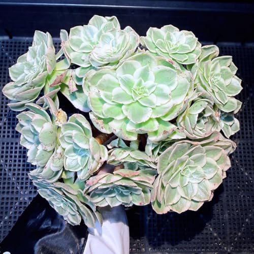 AGIjE Ԑ ÊQ @t ϗtA ψى肠