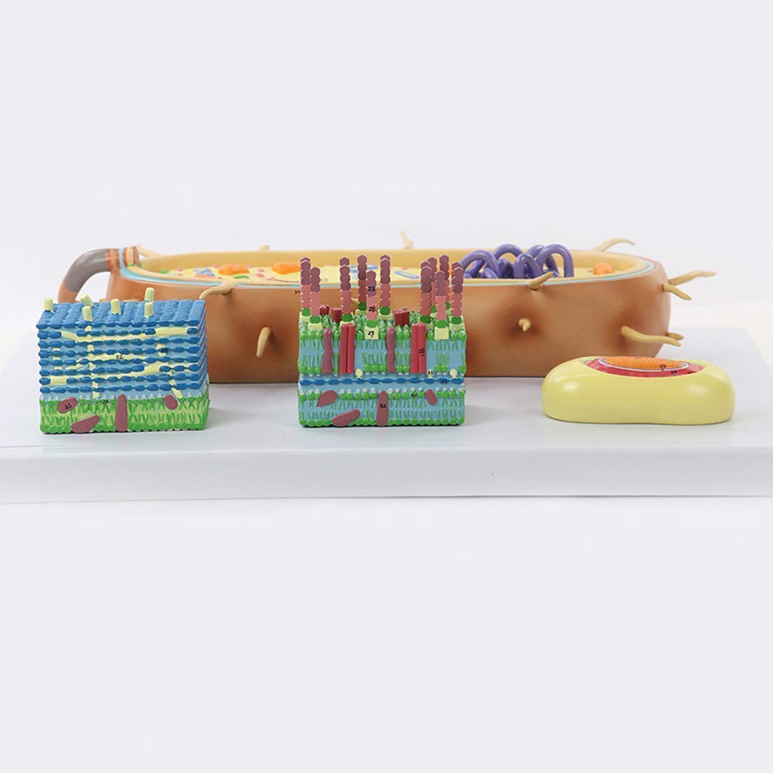 Model Nauczania, Naukowa Anatomia Biologiczna, Model Kernanatomii Komórek Bakteryjnych, Anatomiczny Model Bioflagellanu, Medyczny Materiał Dydaktyczny