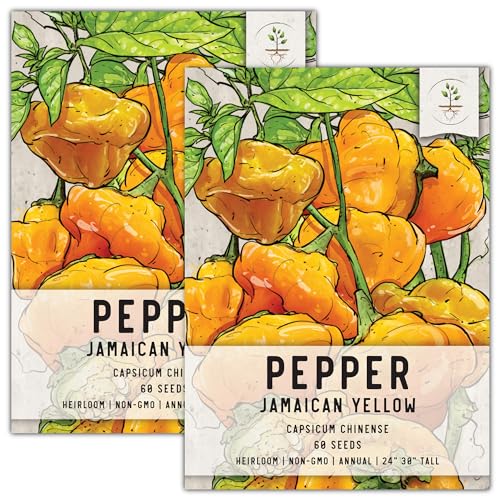 Seed Needs Jamaican Yellow Hot Pepper Seeds to Plant Heirloom 2 Packs