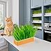 Catnip Cat Grass, No Need Soil Promote Digestion and Oral Health Easy to Take Care Hydroponic Cat Grass Kit with Planting Box for Cats Dogs Rabbits and More (Blue Orange)
