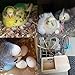 YJJKJ Wood Parakeet Nest Box Pet Bird House Parrot Breeding Mating Box Bird Cage Box for Lovebirds Cockatiel Parrotlets Budgerigar Parakeet (S)