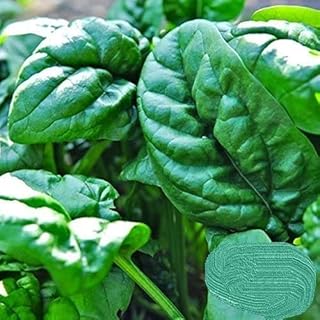 Early No. 7 Spinach Seeds - 100 Seeds Non-GMO