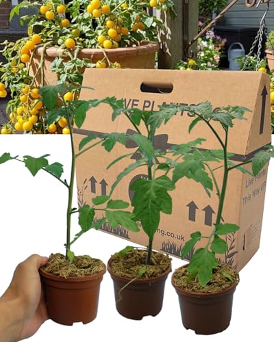 Verdant Living 3 Large Tomato Plants - Healthy & Well Established 10.5cm Root Ball. Compact Ready to Fruit & High Yielding. Perfect for Window Boxes & Hanging Baskets. Tumbling Tom Yellow Variety