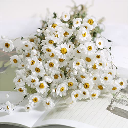 Ramo de Flores Secas Margarita Blanca 250 unidades miniatura 2