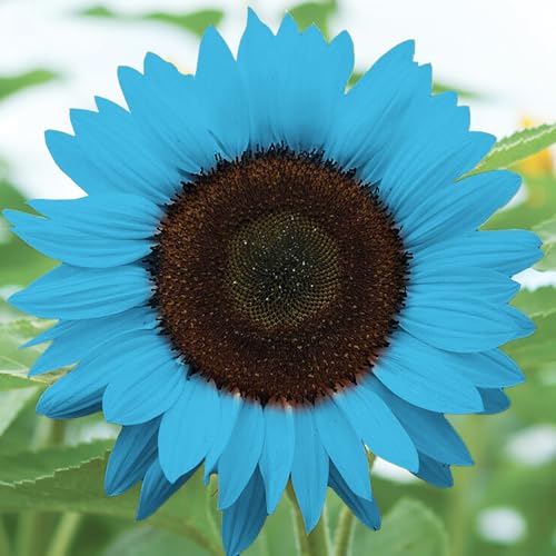 250pcs sonnenblumenkerne Einfache Kultivierung Hohe Keimrate Blau Sonnenblumenkerne Garten Yard Dekoration Blau