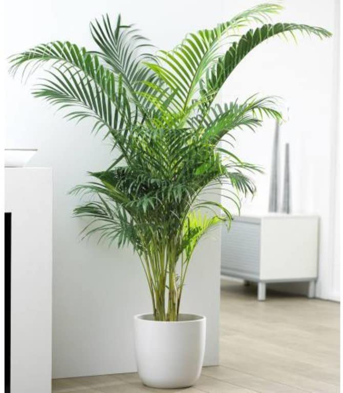 FasanGreen Bamboo Areca Plam for Indoor and Outdoor with Pot (Multicolor, 150mm) (249)