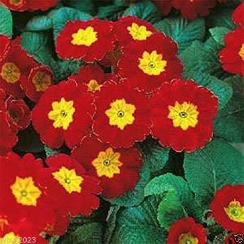 PRIMROSE FLOWER (20 SEEDS) PRIMULA MEGAN PRIMROSE, Excellent Pot Plant