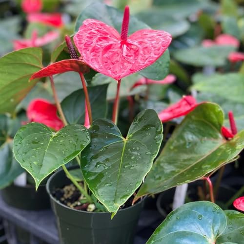 Image of Anthurium Live Plant with Plastic Pot | Air Purifying Flamingo Flower Plant | Rare Laceleaf Indoor Decorative Plant for Home Office