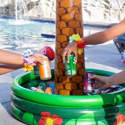 Consejos y comparativas para Comprar Palmera canaria que Puedes comprar On-line. 29 Imagen adicional