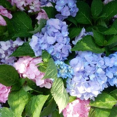 Amazon 四季咲あじさい 霧島の恵 アジサイ 紫陽花 10 5cmポット苗 観葉植物 オンライン通販