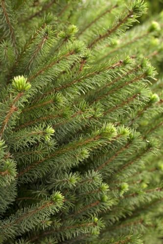 Picea omorika 15–20 cm – Winterhart, Immergrün, Pflegeleicht – Serbische Fichte – Heckenpflanze & Solitär für Garten & Sichtschutz