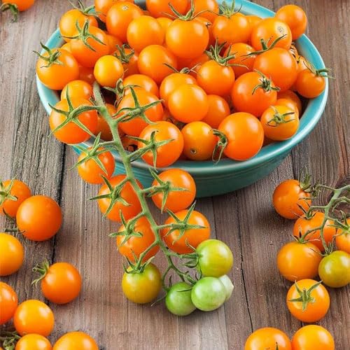 Golden Hills Farm Cherry Sun Gold TomatoHigh Quality Seeds, Best Cherry Tomatoes Variety 100 seeds-image-27