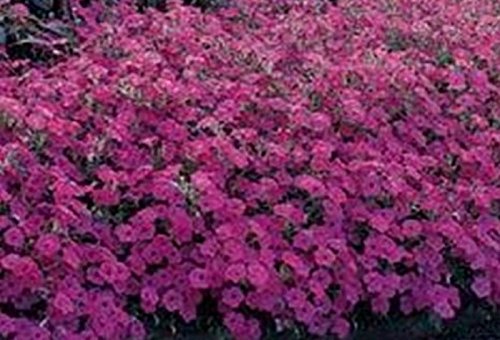 Seeds Belle Semi Red Garden Petunia : Seeds Only
