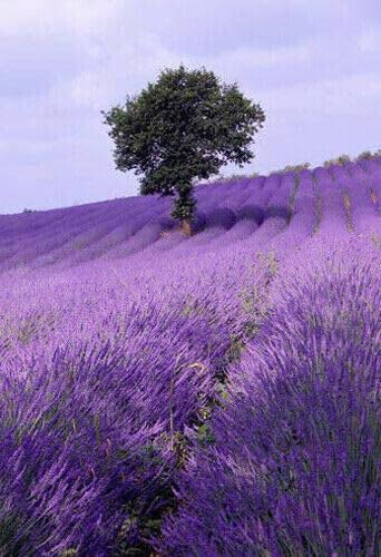 50 semi di LAVANDA VERA DI PROVENZA (lavandula officinalis) semi freschi