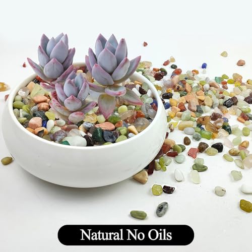 Image of 2LB Colorful Pebbles for Succulent, 3 /8 Inch Natural River Rocks for Plants, Natural Decorative Polished Pebbles for Cactus,Vases, Planters,Outdoor Gardening and Indoor Plants