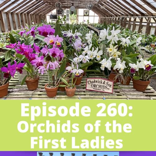 『Orchids of the First Ladies』のカバーアート