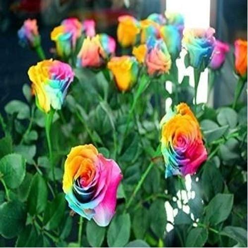 Generic Multi Color Rainbow Rose Plant Seed (100 Per Packet) Amazon