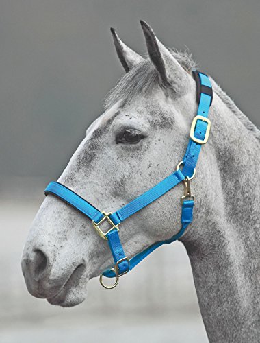 Licol en nylon Shires 387 Topaze bleu aux finitions soignées pour chevaux