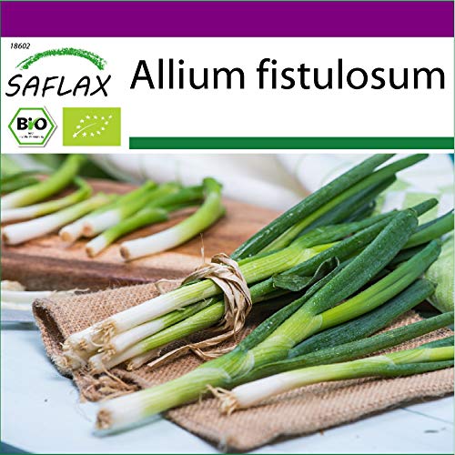 Preisvergleich Produktbild SAFLAX - Big Garden - BIO - Frühlingszwiebel - Japanische Ishikura - 150 Samen - Mit Gewächshaus, Töpfen, Anzuchtsubstrat und Dünger - Allium fistulosum