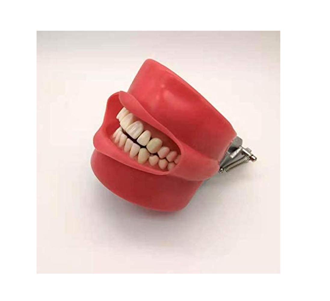 Modello Dental Ghost Testa, Modello didattico odontoiatrico odontoiatrico Testa di Simulazione Orale con 28 Denti a Vite Fissa, Assistenza per l'educazione Medica