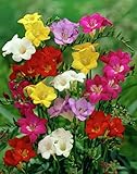 Calibro Bulbo 5/6 Bulbi di Freesia Fresia Doppia Mista Profumati Calibro 5/6 Olandesi Prima Scelta Vaso Giardino Colorati (100)