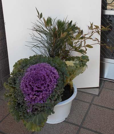 Amazon お正月寄せ植え 葉牡丹 南天 松等 フラワーショップ パレット 観葉植物