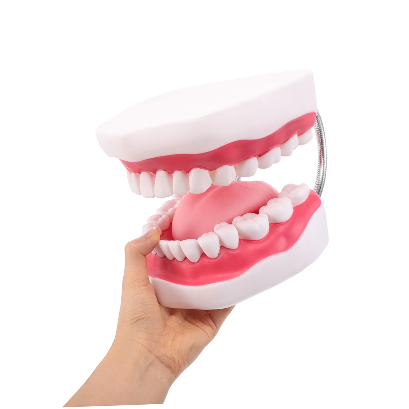 Modello Typodont Ingrandito Gengive e Lingua Realistico per Insegnamento e Ortodontica Portatile e Durevole per Formazione Odontoiatrica e Preparazione Esami