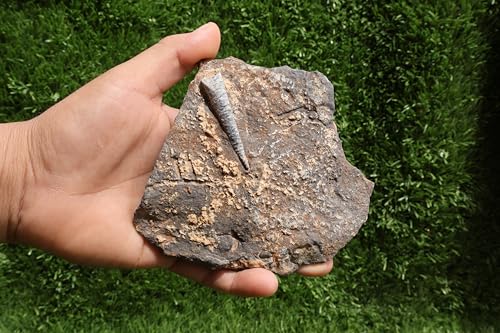 Image of Natural Orthoceras Fossil from Devonian Period Fossil from Morocco A262