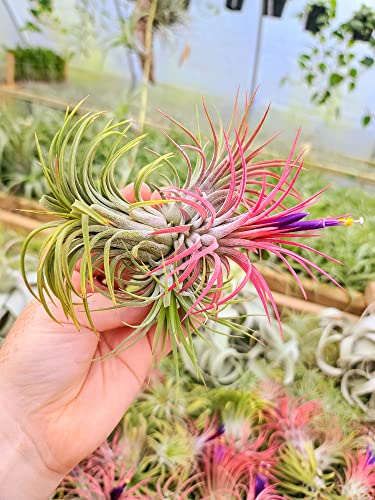 Small Air Plants - 3 Ionantha Rubra - 2 To 3 Inch Air Plant - Color & Form Varies By Season - 30 Day Guarantee On Tillandsia From The Drunken Gnome (3, Medium 2-3") #TOP5