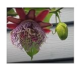 Seeds & Plants Shop by Ipsa