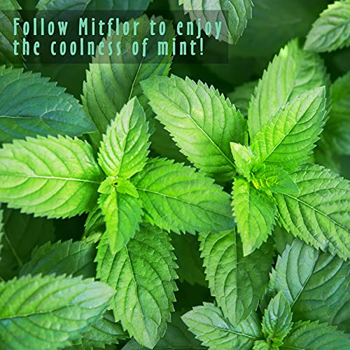 Fragrance Oils Set Of Mint, Mitflor Premium Scented Oils For Diffuser, Soap & Candle Making Scents, Refreshing Home Fragrance, Aromatherapy Oil Gift Set, Cedarwood Mint, Coconut Mint And More, 6X10Ml #TOP5