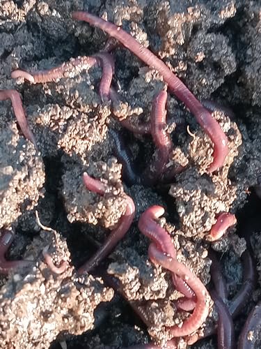 Red Worm Sicily Lombrichi Rossi 500 gr