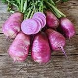 Triton Purple Stem Radish Seeds - 25 Count Seed Pack - Non-GMO - A Radish Variety with Stems That are a Lavender Violet Color with Dark Green Leaves. - Country Creek LLC