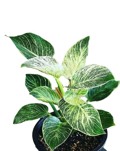 Philodendron Birkin Live Plant for Indoor & Outdoor Air Purifying Rare Foliage Plant Home & Office Desk Décor Green Free Size-image-7