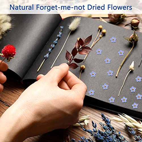 Nuanchu Natural Forget-me-not Dried Flowers Don't Forget Me Dried Real Pressed Flowers for Jewelry Candle Card Making DIY Resin Ornaments Nail Art Decorations(50 Pieces) - Image 4