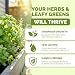 Herb Plant Food – Liquid Fertilizer for All Edible Herbs, Supports Faster Growth, Lush Leaves & Better Flavor, 8 oz
