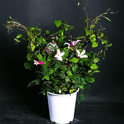 Amazon 母の日 ギフト 店長こだわり珍しい逸品 クレマチス鉢 ラッピングしてお届け 鉢花 鉢植え フラワーギフト クレマチス いろいろな珍しい種類が選べます エールフクシマ 観葉植物 オンライン通販 Amazon 母の日 ギフト 店長こだわり珍しい逸品 クレマチス鉢 ラッピングしてお届け 鉢花 鉢植え フラワーギフト クレマチス いろいろな珍しい種類が選べます エールフクシマ 観葉植物 オンライン通販