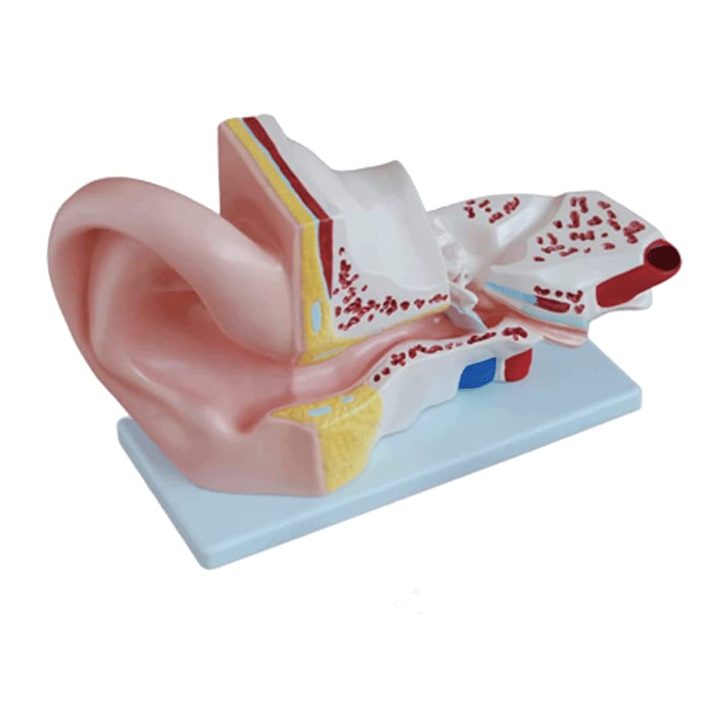 GTHTUHFD Skeleton Model Removable Human Ear Anatomy Model Human Ear Model Pvc Ear Model For Education Tool Human Organ Model With Base