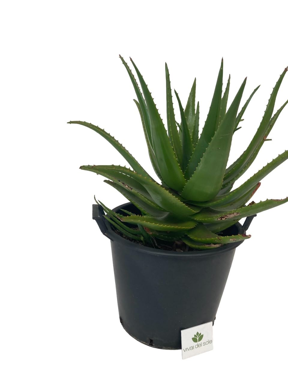 Aloe Erborescens, Pianta grassa, Pianta ornamentale da esterno prodotta da Vivai del Sole vaso diametro cm 35