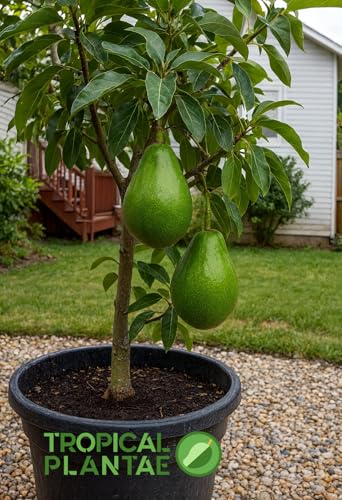 Avocado Semil 34 Live Fruit Tree 12'-24'