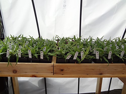 Pineapple Plants "White Jade" Includes Four (4) Plants #TOP2