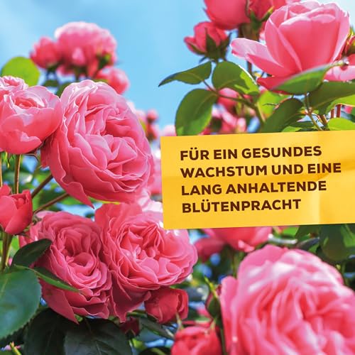 Foto von Solabiol Schachtelhalm Sud, biologisches Pflanzenstärkungsmittel zur Kräftigung und Stärkung pilzanfälliger Pflanzen, 1 Liter