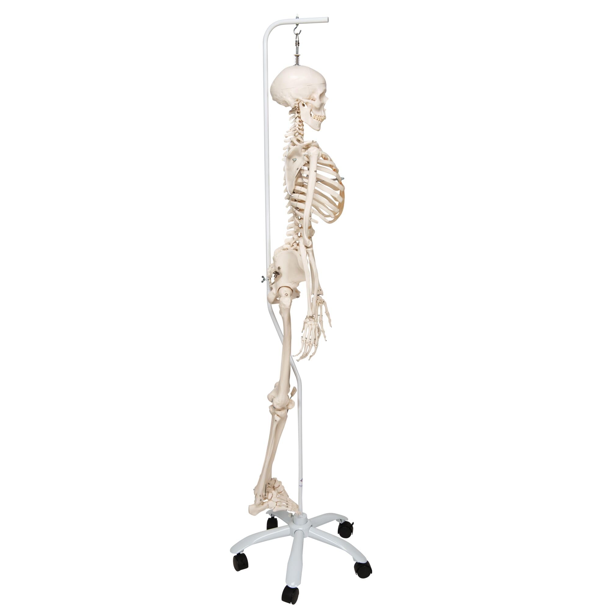 3B Scientific naukowa ludzka anatomia szkielet model Phil - fizjologiczny, na wieszaku A15/3 darmowe oprogramowanie anatomiczne - 3B Smart Anatomy