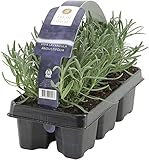  6ST Lavandula Angustifolia  Lavendel Pflanze  Winterharte Stauden  Lieferhöhe 15-20cm  Topf-Ø 7cm