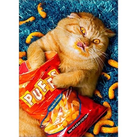cat eating cheetos