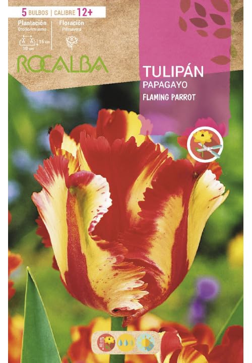 Peyca Bulbo de flor variedad Tulipan papagayo flaming parrot 5 unidades - Rocalba